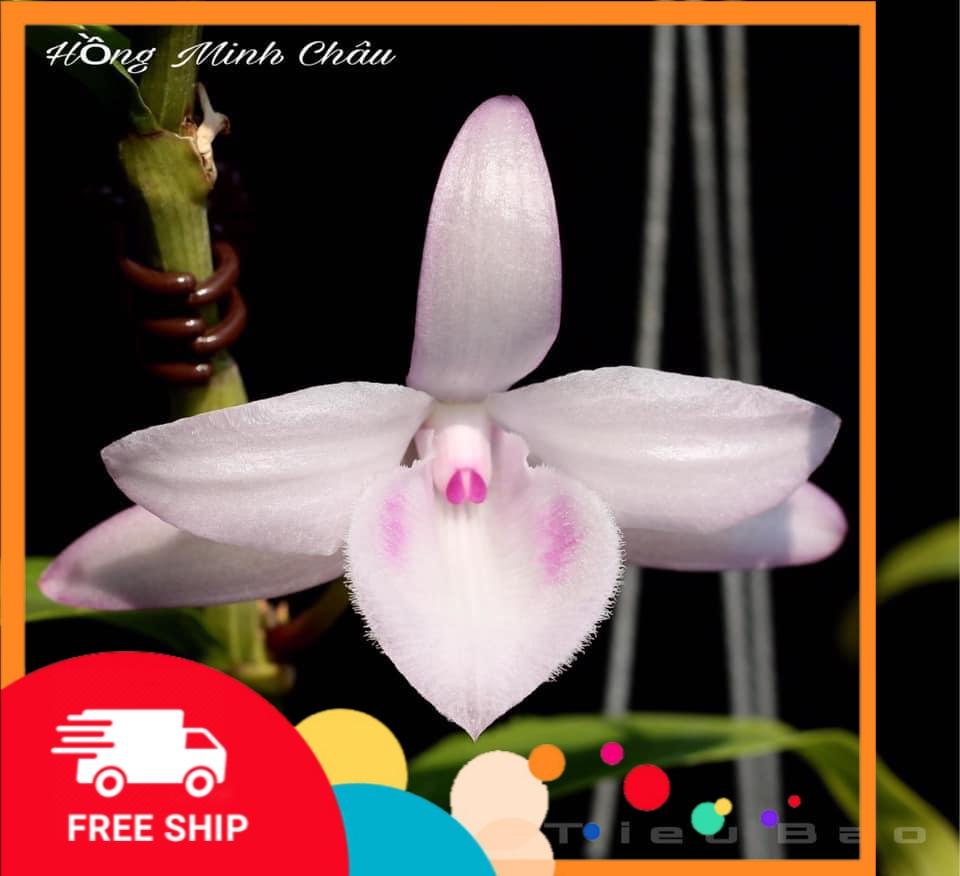Lan Phi điệp 5 CÁNH TRẮNG HỒNG MINH CHÂU