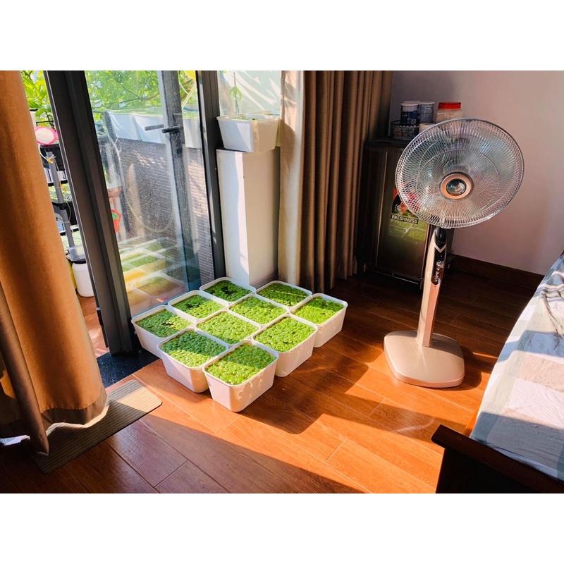 KHAY NHỰA TRONG SUỐT 7 LÍT 30x22x16 DỄ QUAN SÁT CÁ. KHAY 7 LÍT TRẮNG-TRONG-ĐEN. Gọn nhẹ, ngăn nắp, nuôi cá trồng cây.