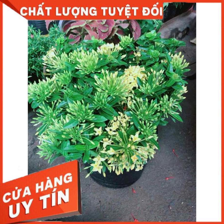 Cây trang thái Nhiều Người Mua