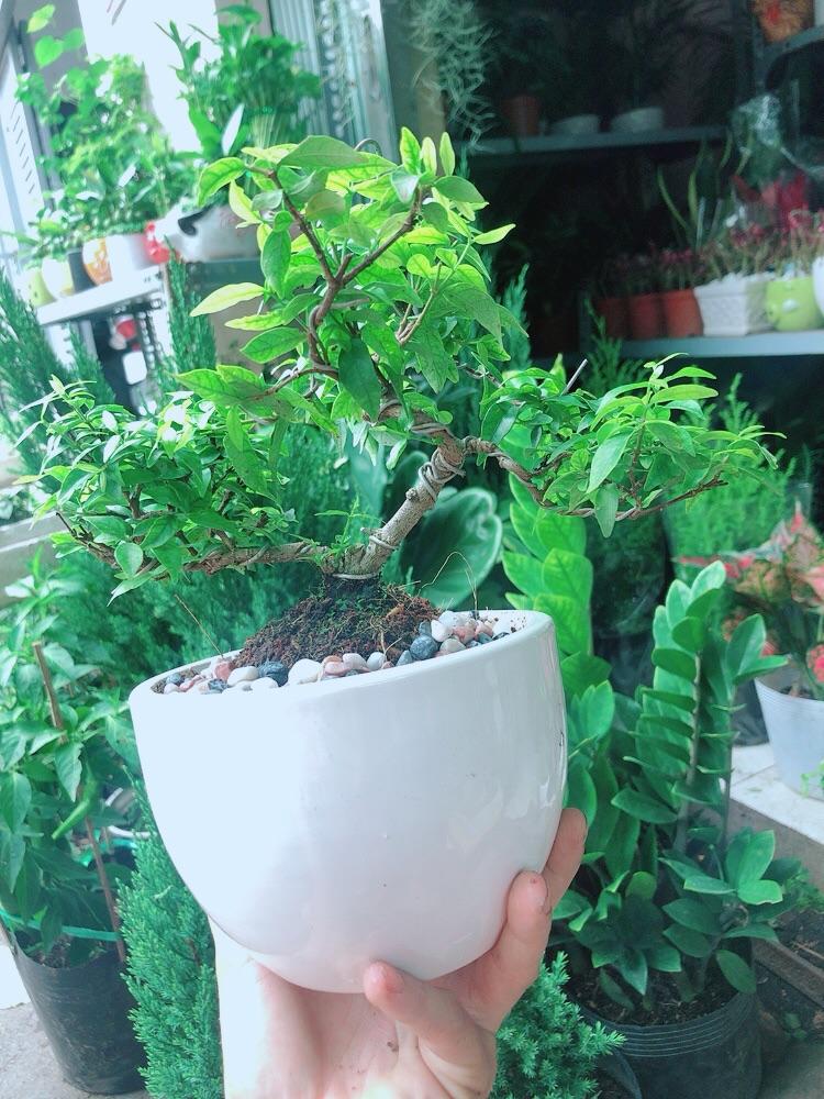 Chậu Cây Mai Chiếu Thuỷ Bonsai Mini