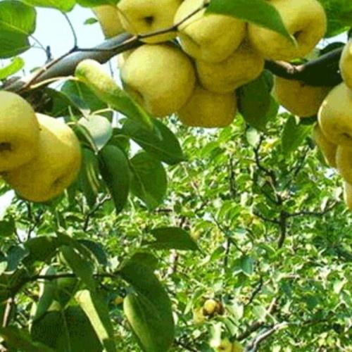 CÂY GIỐNG Lê VÀNG ĐÀI LOAN