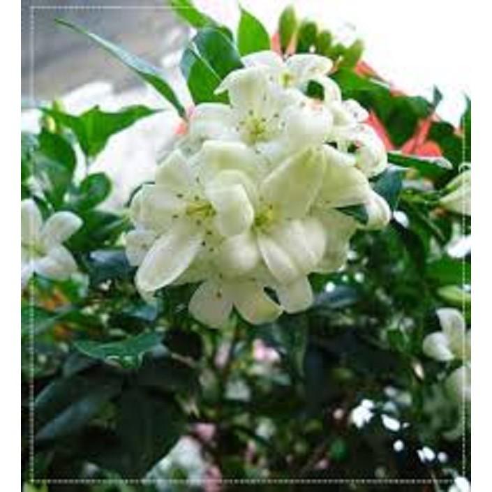 COMBO 3 BẦU CÂY NGUYỆT QUẾ GIỐNG SIÊU ĐẸP, HOA SIÊU THƠM