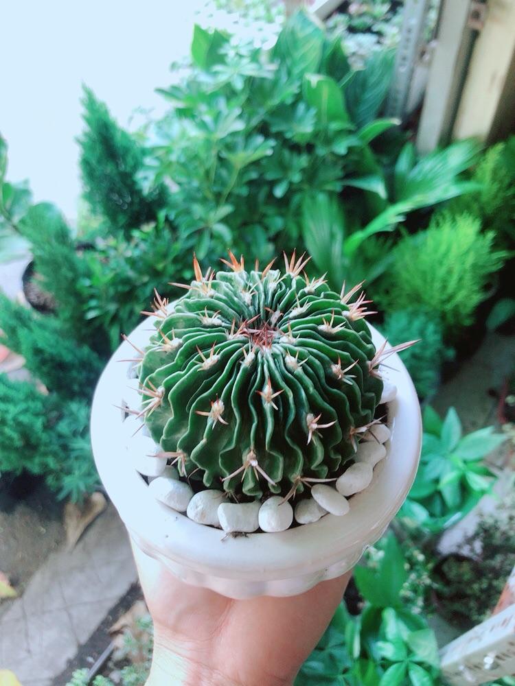 Chậu Cây Xương Rồng Trúc Ngọc