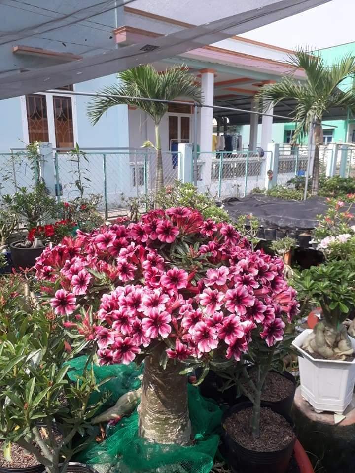 Gốc hồng trần nhập ngoại