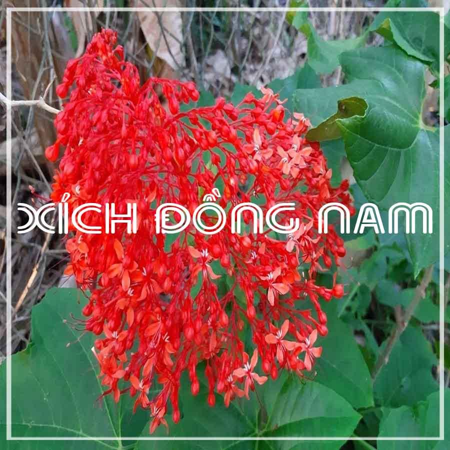 Thảo dược CÂY XÍCH ĐỒNG NAM (MÒ HOA ĐỎ) khô sạch đóng gói 1 ký- congtyduoclieuhonglan