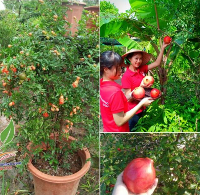 CÂY GIỐNG LỰU ĐỎ LỒNG ĐÈN