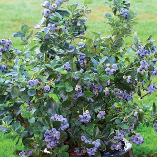 Hạt giống trái việt quất xanh-Gói 30 hạt/tặng kèm gói phân bón lót