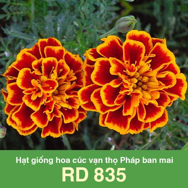 Hạt giống RD Cúc vạn thọ pháp ban mai RD 835 gói 0.1gr