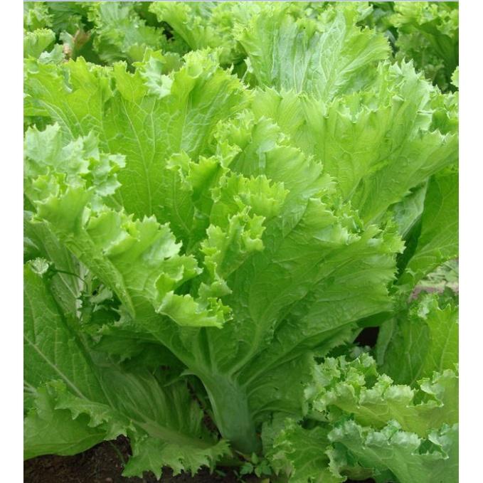 Hạt giống rau cải mào gà cao sản KNS3397 - 1 gói 10gram