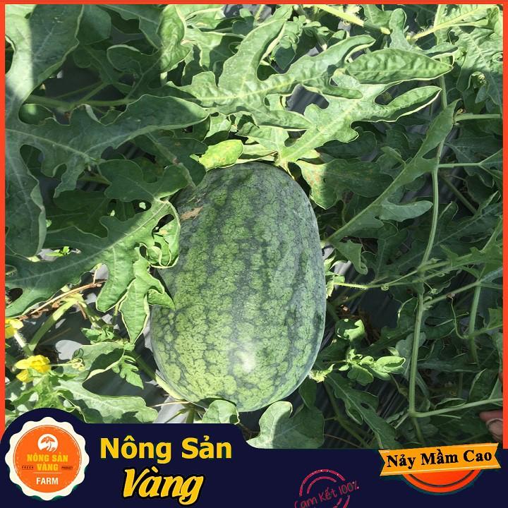 Hạt giống Dưa Hấu Hắc Mỹ Nhân