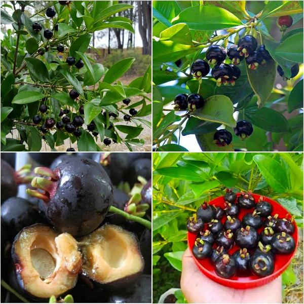 Cây giống cherry BRAZIL chịu nhiệt -cây to đại sẵn quả non