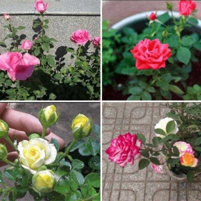Gói 20 Hạt Giống Hoa Hồng Tỉ Muội