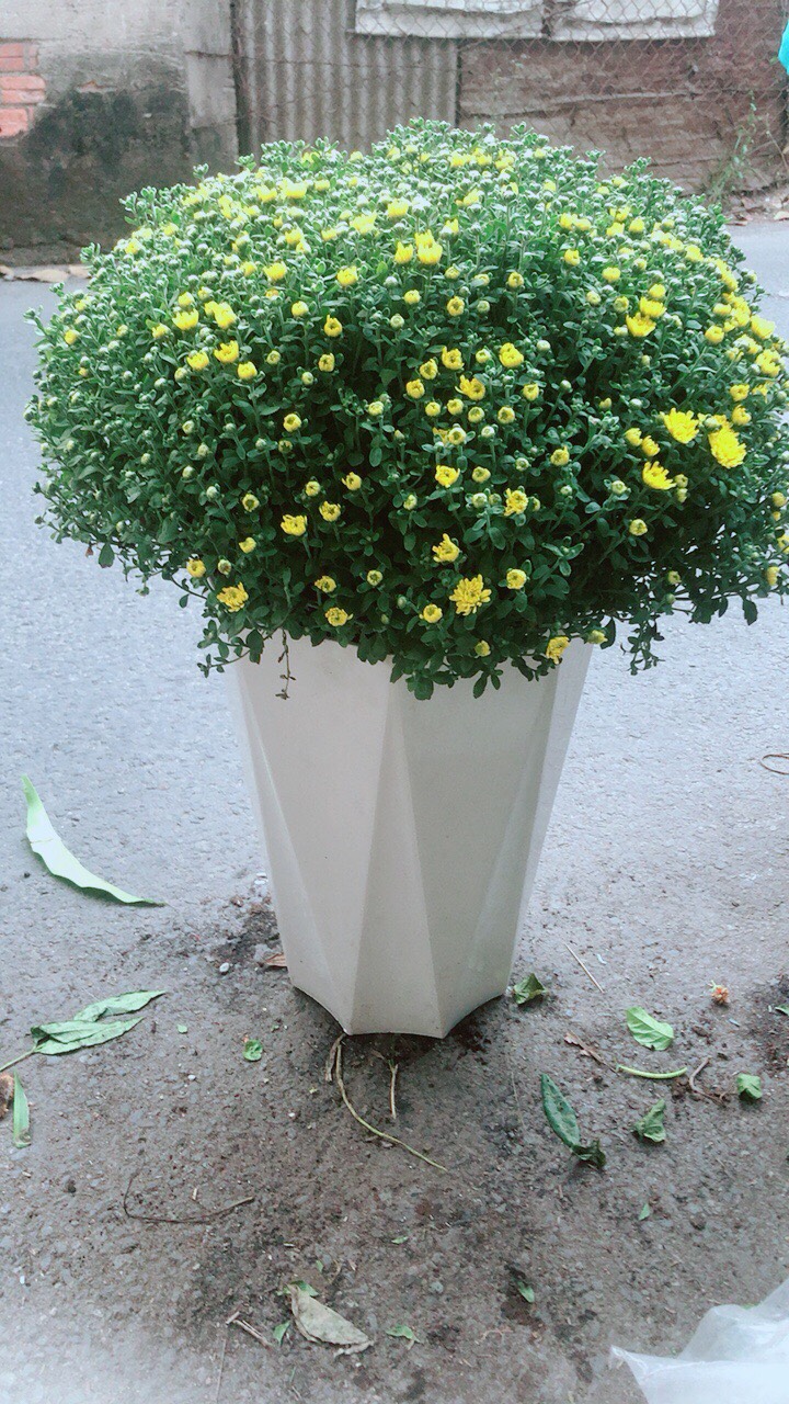 Chậu Cúc Mâm Xôi