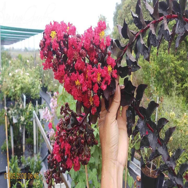 CÂY HOA TƯỜNG VI HUYẾT LONG GHÉP BẰNG LĂNG