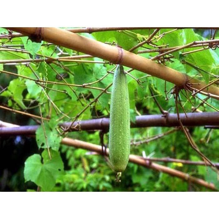 Hạt Giống Mướp Hương AGRIOTO 168 -