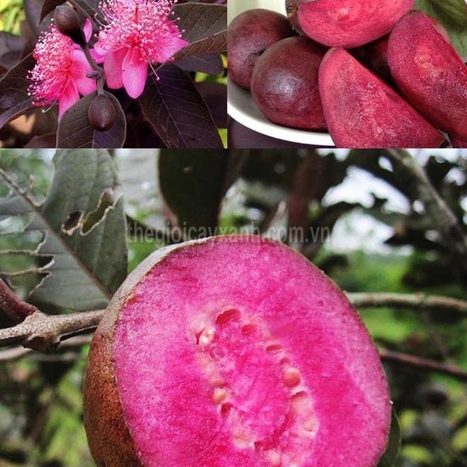 Cây ổi tím Malaysia độc lạ dễ trông