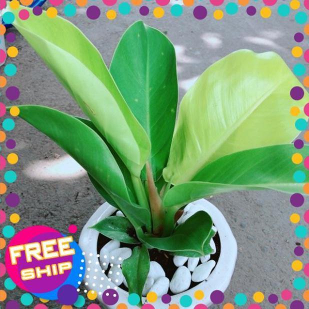 Chậu Trầu Bà Đế Vương