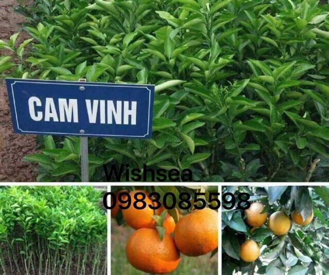 Cây cam vinh