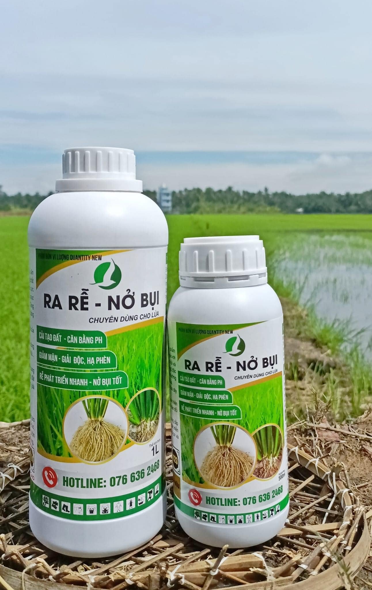 Ra rễ nở bụi - chuyên lúa giúp lúa đẻ nhánh - chai 500ml và 1L