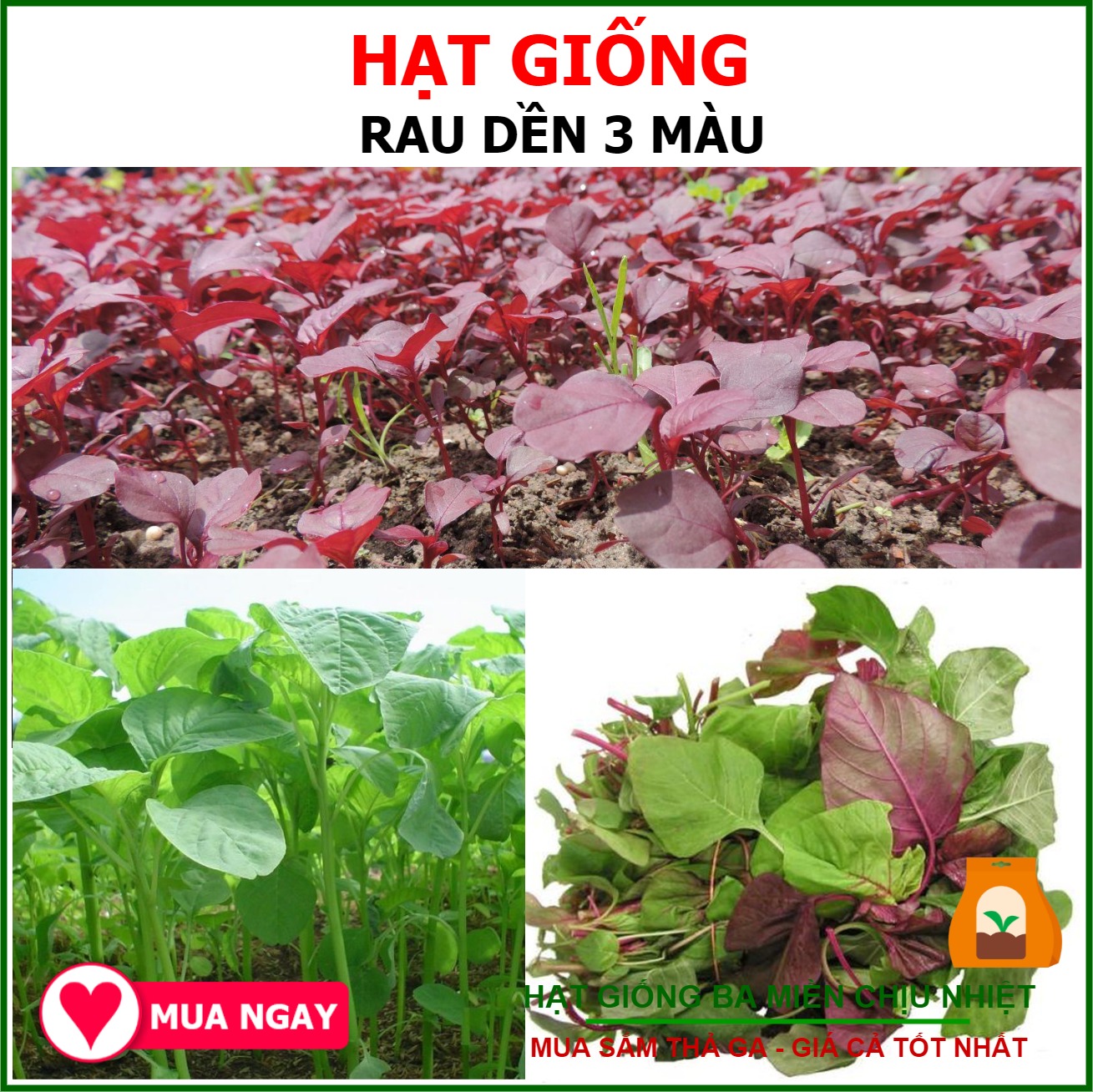 Hạt Giống Dền 3 Màu Sen Vàng Gói 20gram