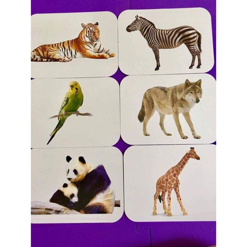 Bộ Thẻ Học Thông Minh 18 Chủ Đề TGXQ loại To song ngữ A-V loại chuẩn Glenn Doman Flashcard cho bé từ 0-6 tuổi