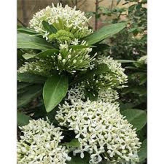 Hoa mẫu đơn trắng, đơn ta, hoa rất thơm