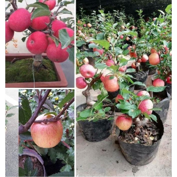 Combo 3 gói hạt giống cây ăn trái táo lùn,táo bonsai -gói 10 hạt-tặng kèm gói kích mầm