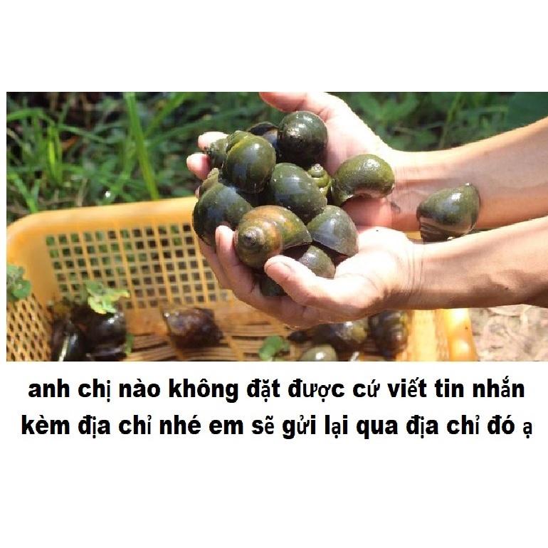 Trứng Ốc Bưu Đen 80 ổ trứng chọn tặng 12 ổ