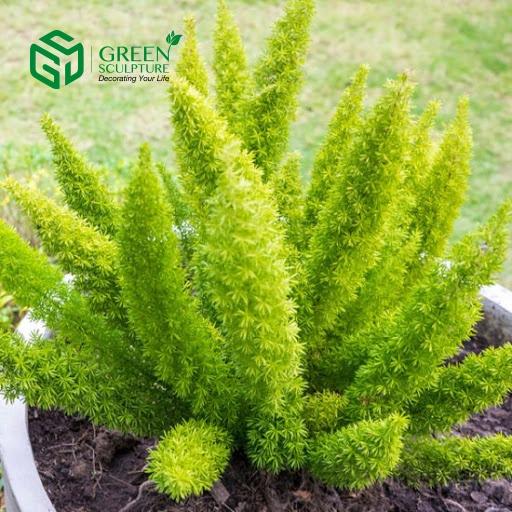 Hạt Giống Cây Tùng Đuôi Chồn Trúc Thiên Môn CT525 - Gói 5 hạt