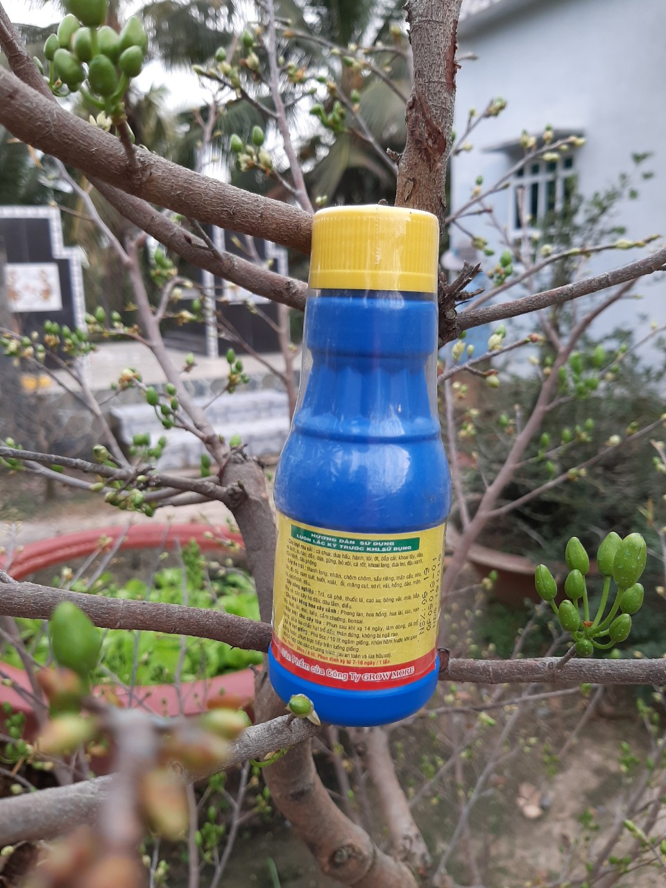 Phân bón lá cao cấp Growmore vitamin B1 kích rễ đâm chồi chai 100ml