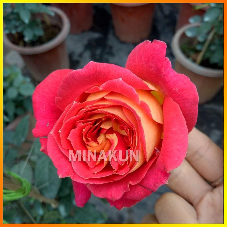 Hoa hồng ngoại HaiDa cánh 2 màu- bầu to cây trưởng thành