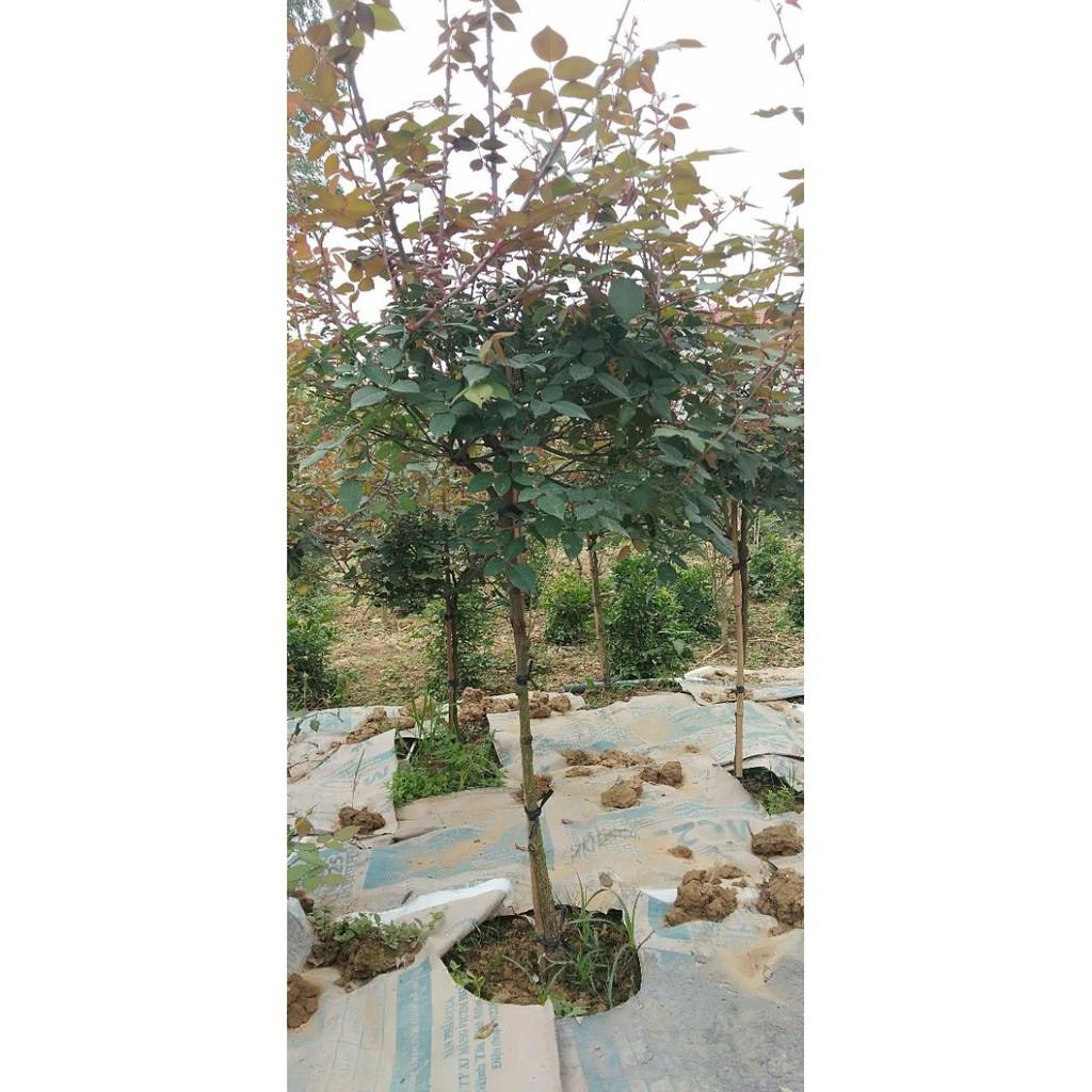 Cây hoa cổ sapa tree cây 1 thân gỗ