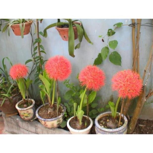 Combo 5 củ giống hoa hồng tú cầu
