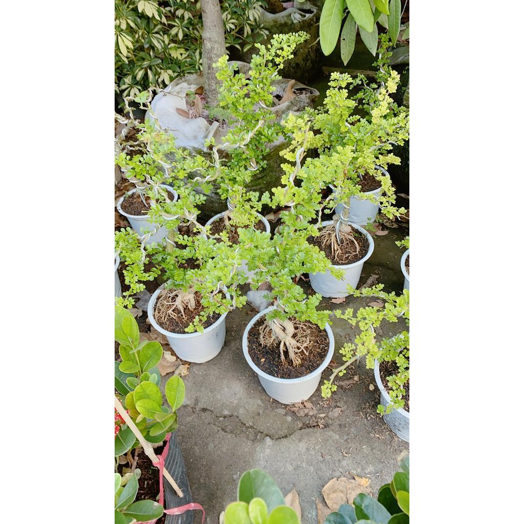 Cần Thăng Bonsai Lớn