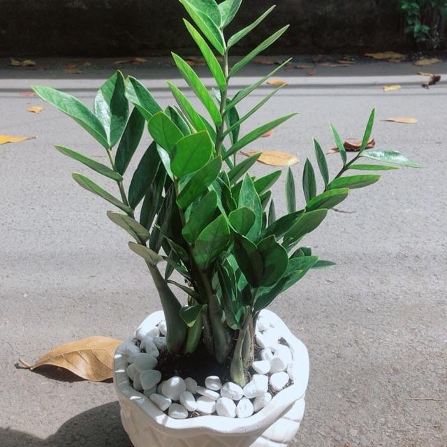 Chậu Cây Kim Phát Tài