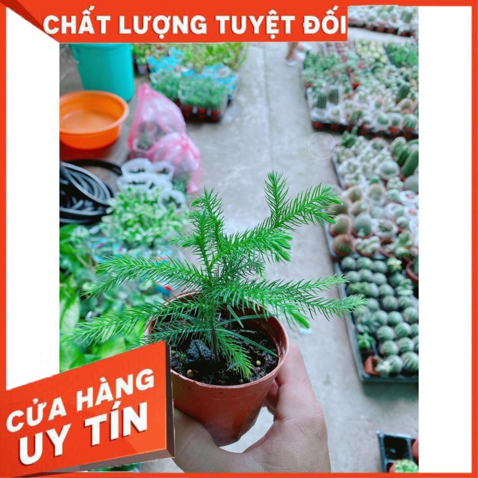 Tùng Bồng Lai Tùng Tiên Bách Tùng