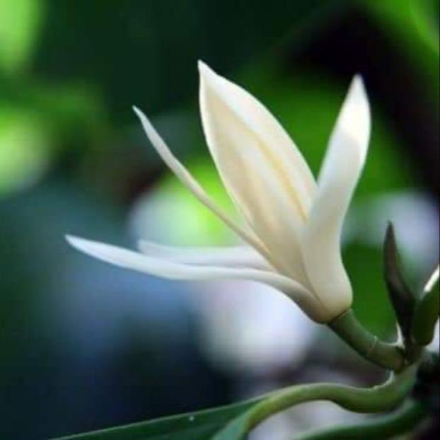 Sản phẩm CÂY HOA NGỌC LAN