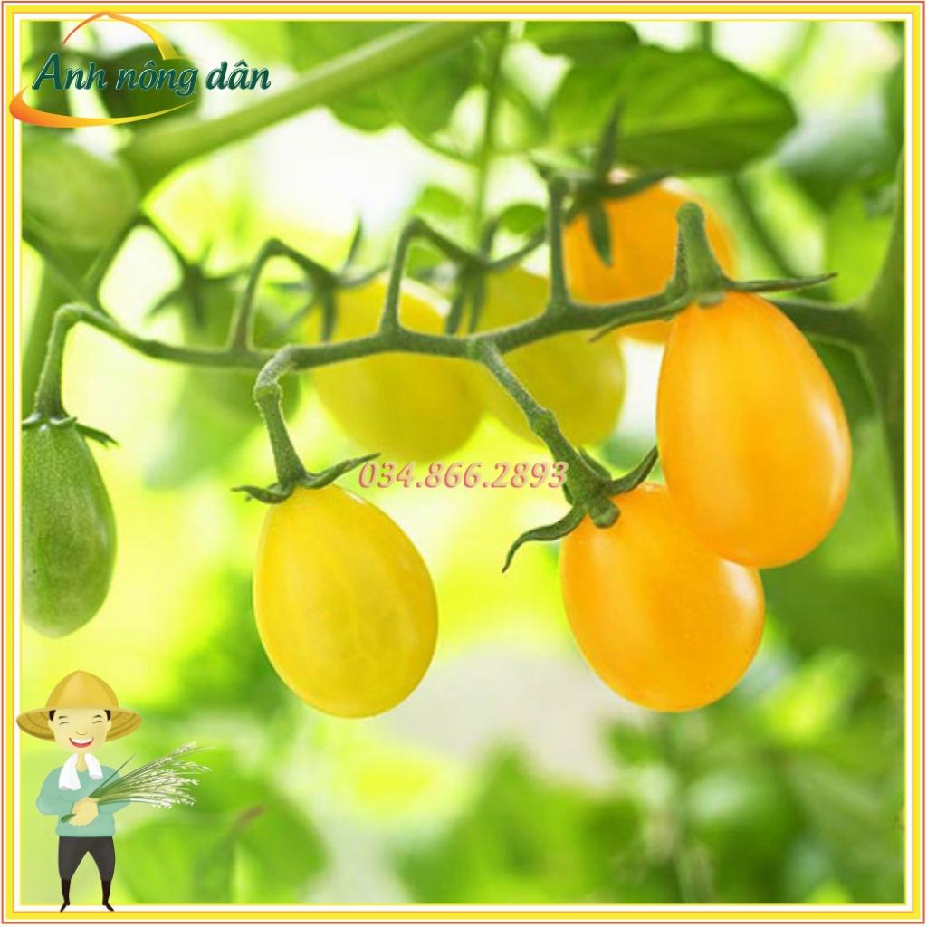 Gói 0.3g Hạt giống cà chua bi lùn quả vàng, cà chua bi chuỗi ngọc dễ trồng, chịu lạnh chịu nhiệt