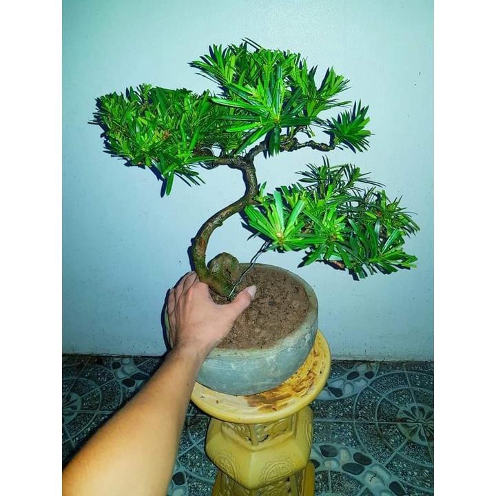CÂY GIỐNG TÙNG LA HÁN