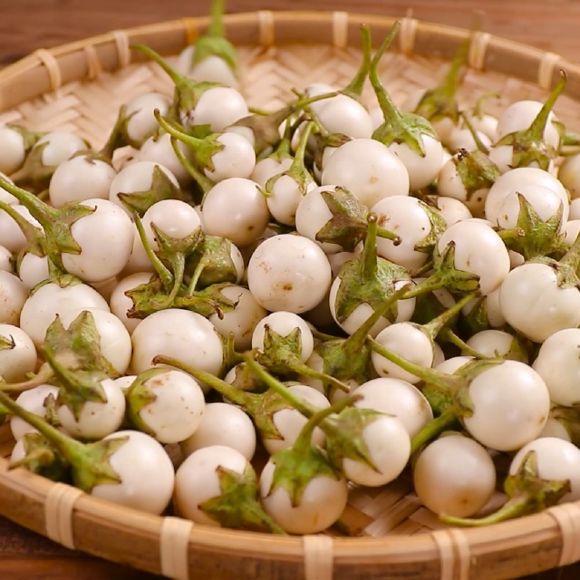 Hạt cà trắng Phú Nông - tỷ lệ nẩy mầm cao