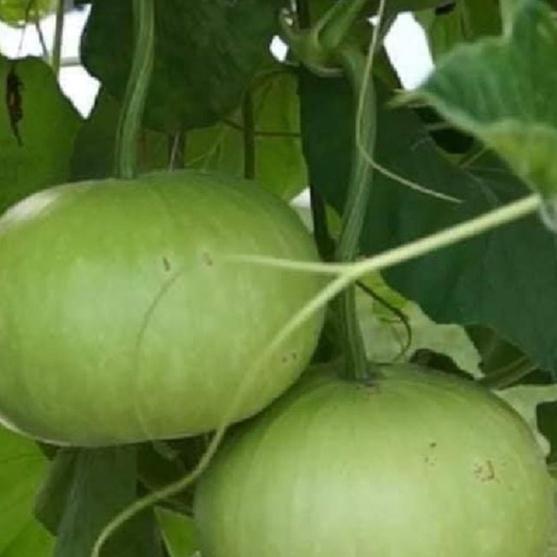 Hạt giống bầu quả tròn Thái lan-gói 10 hạt/tặng kèm gói phân bón lót