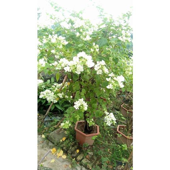 Hoa giấy màu trắng - chậu cây đang hoa, size cây nhỡ