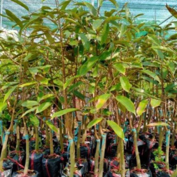 Cây Giống Sầu Riêng Ri 6 Cây Lớn Cao Hơn 1m
