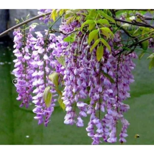 Sản phẩm HOA TỬ ĐẰNG