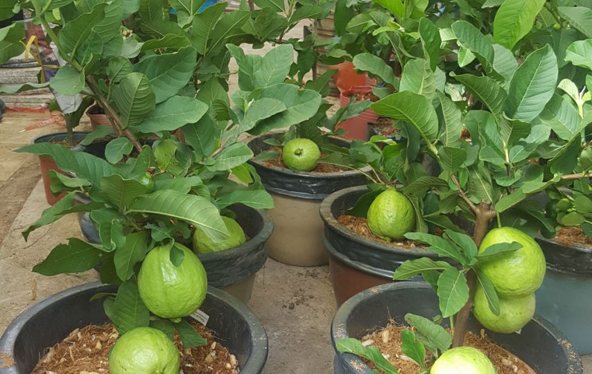 Đất trồng cây - Đất dinh dưỡng hữu cơ trồng cây đa dụng - Đất sạch cao cấpTiến Phát Miền Tây - đất trồng sen đá