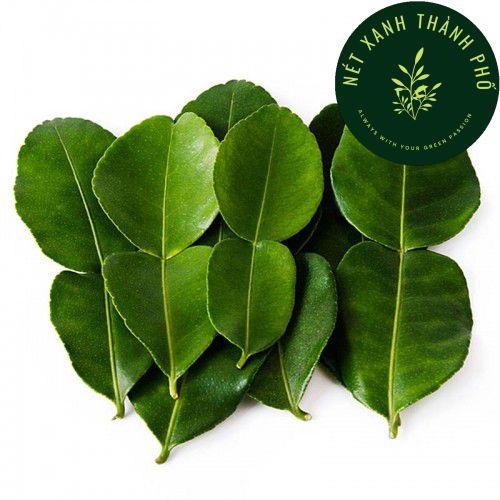 Hạt giống chanh Thái, 10 hạt, chanh chúc, chanh bưởi Thái, Kaffir lime