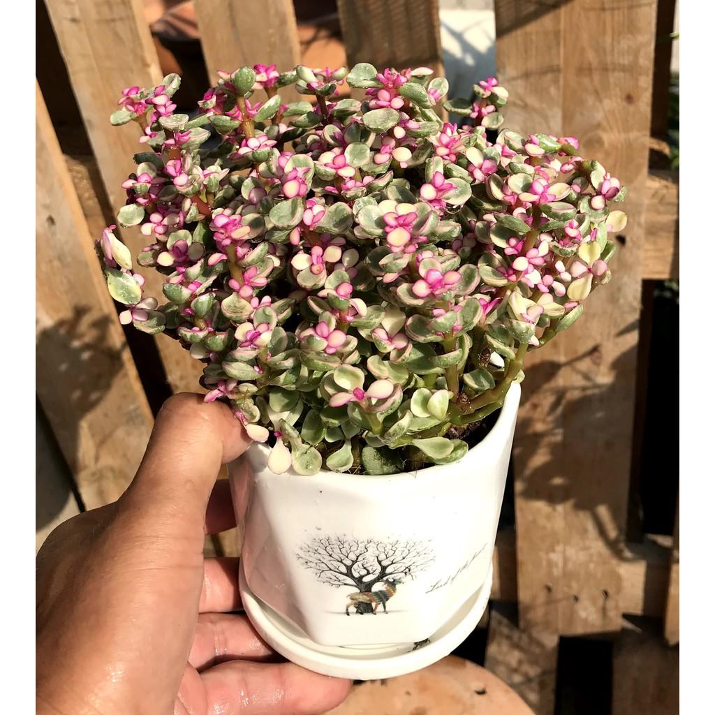 Chậu sứ sen đá Đô La hồng