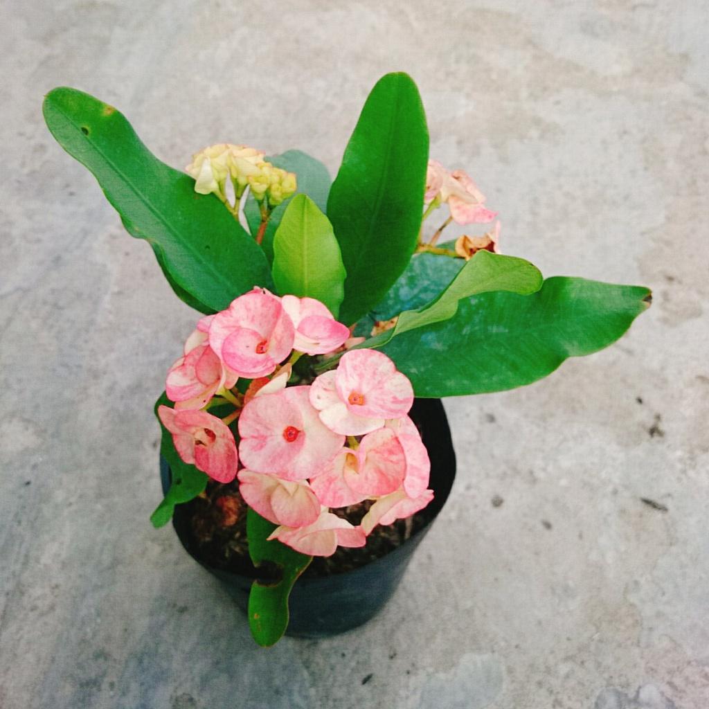 Xương Rồng Bát Tiên - cây cảnh để bàn + tặng phân bón cho cây