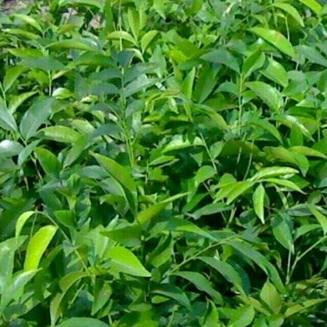 Combo 2 cây mắc mật cây đẹp giống chuẩn