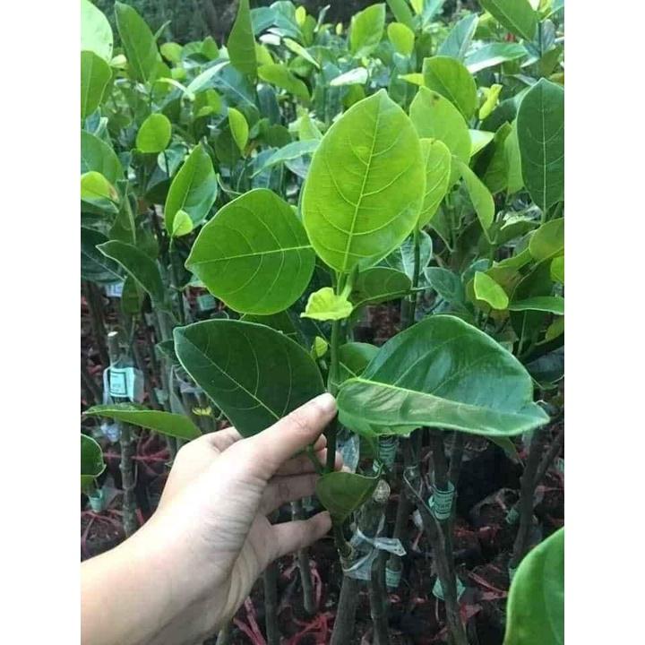 Cây Giống Mít nghệ tứ quý